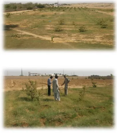 Fig 1 (a) Front View of Chickoo Patch                 Fig 1 (b) Extra Grass and weeds grown on land The visual look of water is up to the mark 