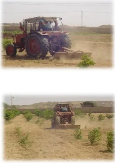 Fig 1 (c) Weeds Removal                                 Fig 1 (d) Extra Grass Removal 
