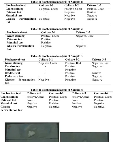 Table 1: Biochemical analysis of Sample 1: Culture 1-1 Culture 1-2 