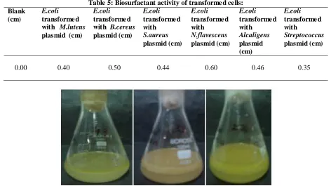 Table 5: Biosurfactant activity of transformed cells: E.coli E.coli E.coli E.coli