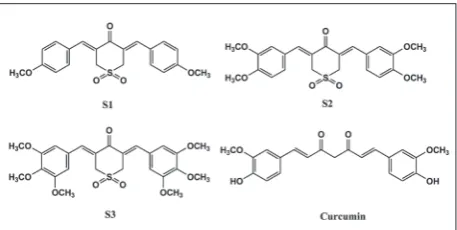 fig. 1. Structure of curcumin and curcumin analogs containing sulfone. 