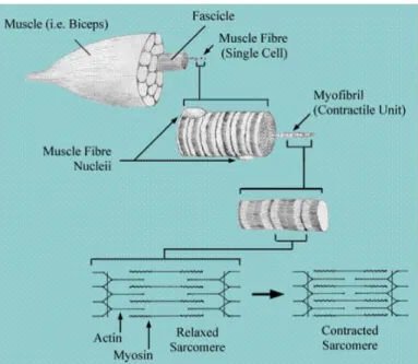 Figure 1.1: Structural organization of muscle [10]. 