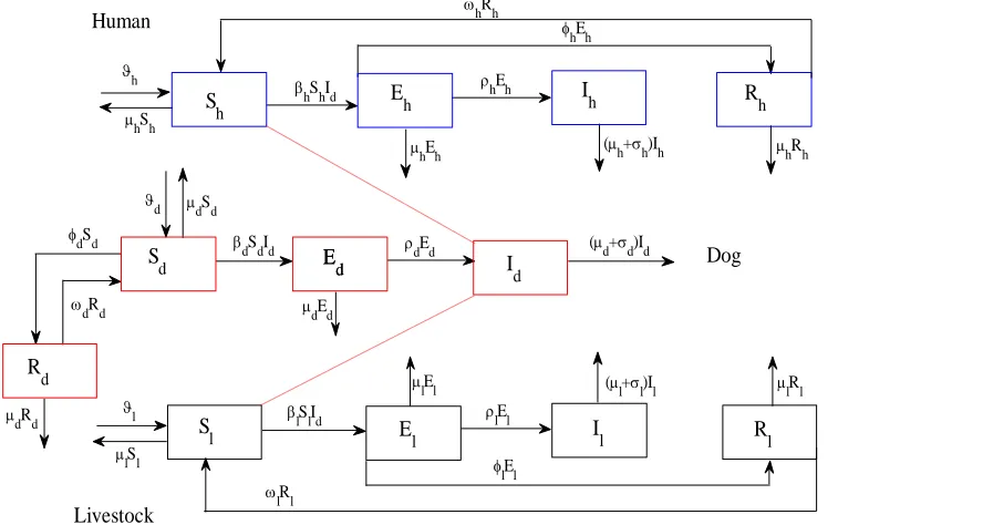 Figure 1: Flow diagram for rabies transmission among dogs and to human and livestock in which the parameters are as defined in Table 1