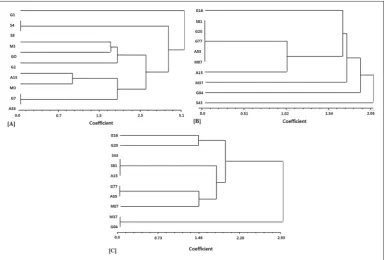 Fig. 1. UPGMA-based dendogram showing cluster analysis of the Rhizobium isolates on the basis of Random Amplified Polymor-phic DNA using [A] GLA 11; and [B] GLC 19.