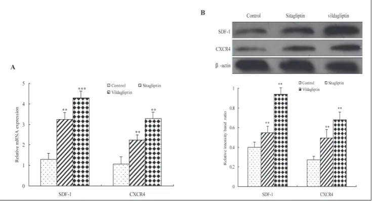 Fig. 5. Effect of DPP4 inhibitors on the activation of the SDF-1/CXCR4 signaling pathway in human EPCs