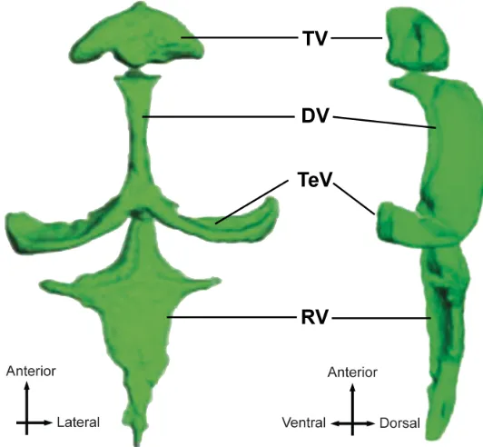 Figure 2. Ventricular system of zebrafish larvae at 6 days post fertilization. A 3D rendering of the cerebral ventricles in a 6 day-old larval zebrafish is shown on the left from a dorsal view, while a side view is presented on the right