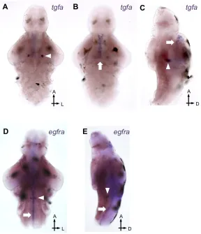Figure 7. Wild-type  tgfa and egfra expression at 5 days post fertilization. (A-C) tgfa is expressed in bilateral clusters in the midbrain (arrowhead), along the diencephalic ventricle (arrow), and in the pineal gland (see Fig