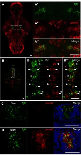 Figure 8.  tgfa is expressed in glutamatergic bilateral clusters, sox2+ cells along the diencephalic ventricle, and the pineal gland