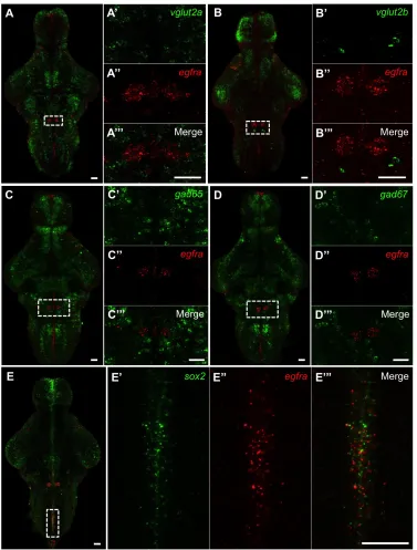 Figure 9. egfra is expressed in bilateral clusters in the hindbrain and sox2+ cells along the 