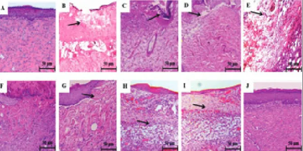 Fig. 4. Effects of SSD and PVE on nitric oxide (NO) in dermal tissue of experimental rats