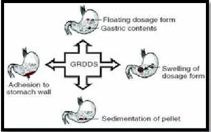 Figure 2 Human Stomach 