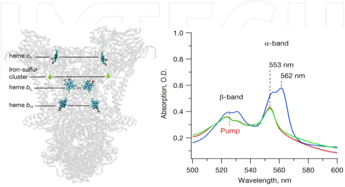 Figure 9. (Left) Structure of the key actors in the proton-coupled-electron mechanisms