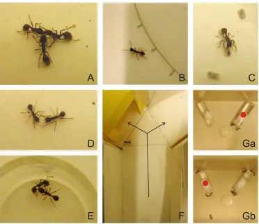 Figure 2.    Some views of the experiments. (A) Ants in a trophallaxis process after having drunk a large amount of sugar/sucralose solution