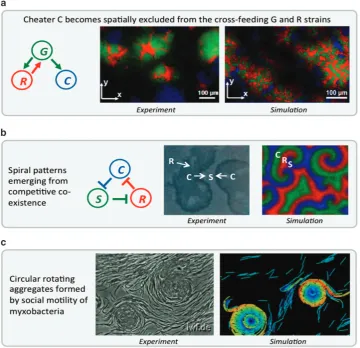 Figure 4Spatial patterns can emerge from local metabolic and mechanical interactions between individual microbes
