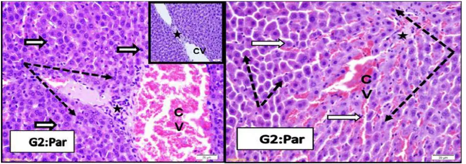 Figure 1.    Normal control group: sections from rat liver stained by H&E.