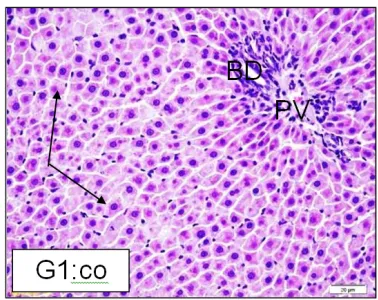 Figure 5.    Normal control group: sections from rat liver (portal region) stained by H&E.