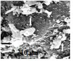 Table 1. BET surface areas and microporous volumes for magnetic activated carbon. 