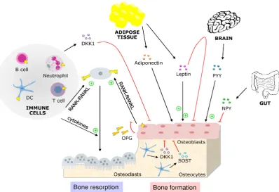 Figure 1 - The interaction between immune system, adipose tissue and bone. Through different mediators, immune cells and cells from the adipose tissue-gut-brain axis intervene in the crosstalk between osteoblasts and osteoclasts