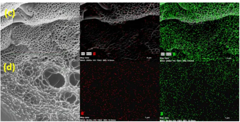 Figure 7. SEM images and elemental map distribution of (a) SiO2 (wt %) doped AA hydrogel (b) SiO2 (wt% ) doped AA/VP (3:1) hydrogel.