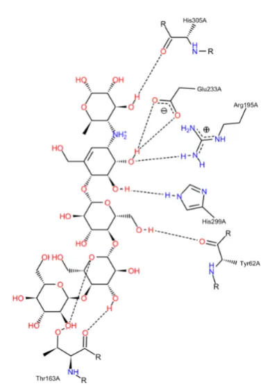 Figure 2. Interactions of acarbose with key residues at the binding site. 