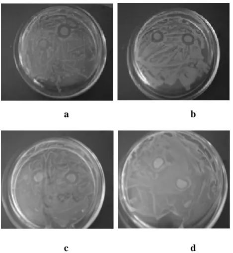 Figure 3. Images of modified "Spunbond" material (activation according to M1 with silver) toward Staphylococcus aureus(a), Bacillus subtilis(b),  Escherichia coli(c) and Pseudomonas aeruginosa (d).
 