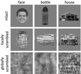 Figure 1. Exemplars of intact, locally scrambled, and globally scrambled images from the different object categories.