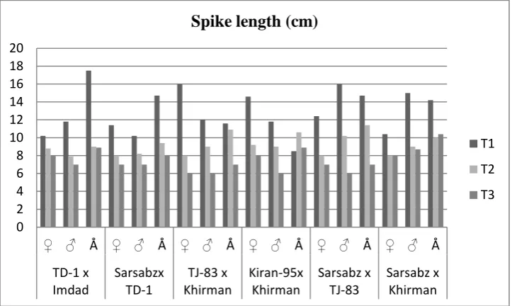 Fig 3.Mean performance of six F2 progenies and their respective parental lines of wheat for number of spike length (cm) at different irrigations