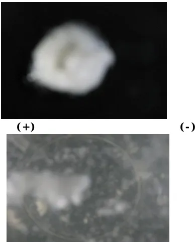 Figure 2: Picture representation coding for dimentional stability 
