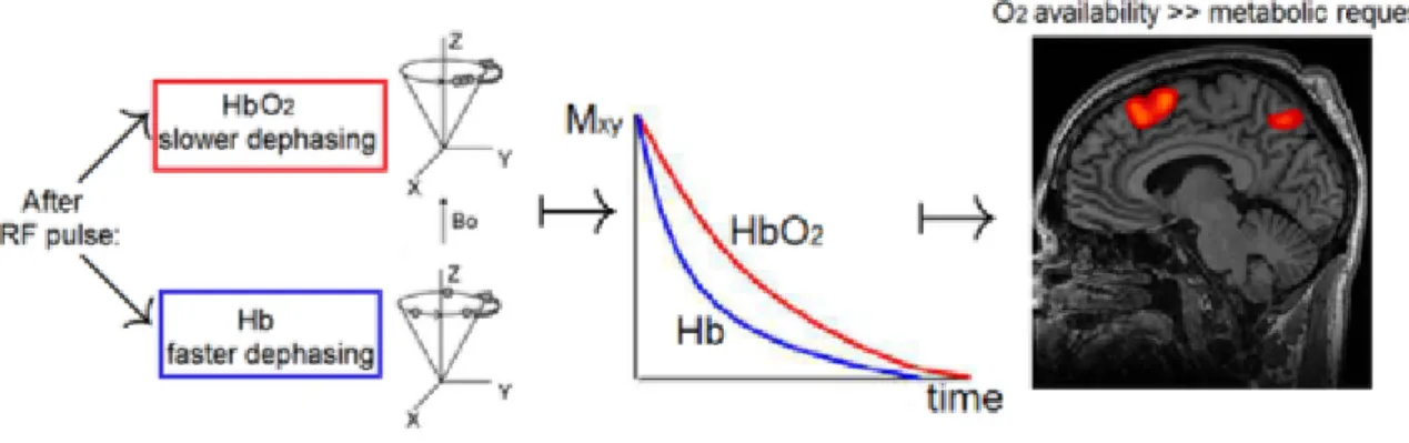 Figure 1.7: BOLD signal formation process