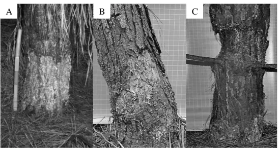Figure 2. The general appearance of different lesions types found in P. taeda trees, caused by wild rodents