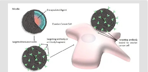 Figure  1: Shematic depicting micelles (upper left) modified with antibody or antibody fragments to produce targeted immunomicelles (lower left) intended to target and bind specific overexpressed cell surface receptors present on ovarian cancer cells (right).
