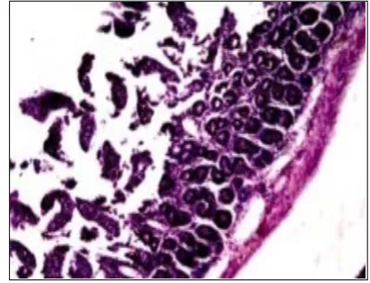 Figure 1. Brain tissue of the control group mice stained with hematoxylin-eosin 