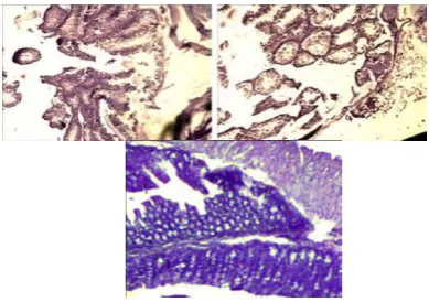 Figure 8. sodium dextran sulphate -induced colitis (upperrow) and 14 days post-colitis (lower row) 
