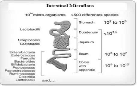 Figure 1.  Key physiologic and microbiological features of the gut and relative concentrations of microflora in GIT.