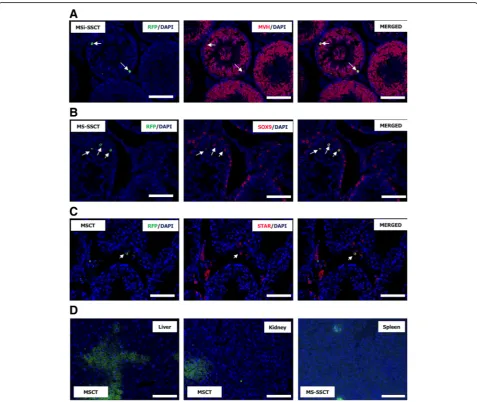 Fig. 5 Detection of transplanted mesenchymal stem cells. a Transplanted RFP+ MSCs (arrows) expressed a the germ cell marker MVH in alltransplantation groups (MSCT, MS-SSCT, and MSi-SSCT)