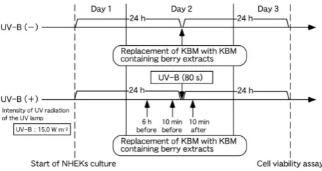 Figure 1. Illustration of the experimental protocol for assessing the effects of UV-B (−) and transient UV-B (+) on the viability of NHEKs that were treated with berry extracts