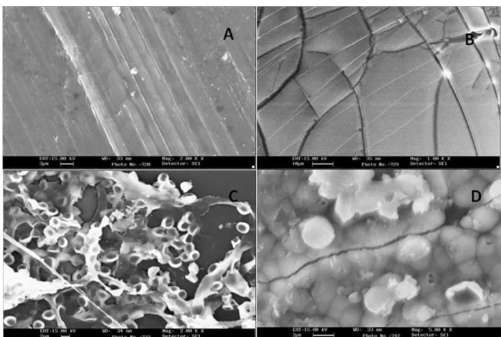 Fig. 9: SEM micrographs of HDPE blend with 10 wt % chitosan (A) before seeding.harziauum) for one month (B), two months (C), and three months (D)
