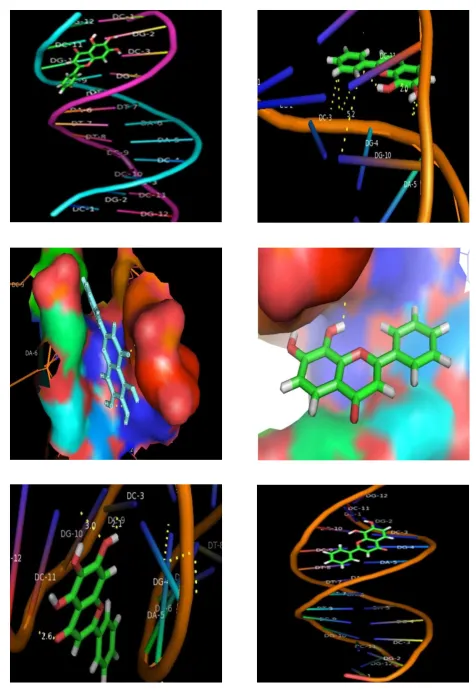 Figure 6B. Docking of interaction between 7, 8-DHF to Ct-(ds) DNA 