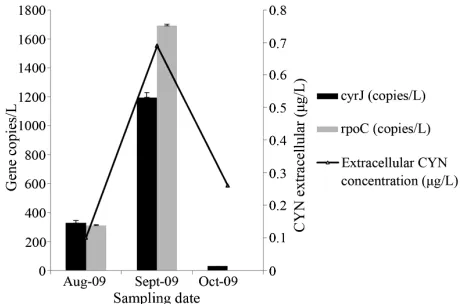 Figure 2. Copy number of cyrJ and rpoC and extracellular CYN concentration in field samples collected during sum- mer 2009 from Alange reservoir, Spain