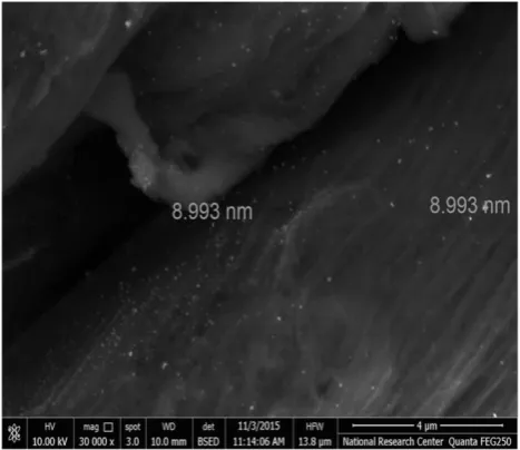 Figure 2.  SEM  image of Ag nanoparticles loaded on cotton. 