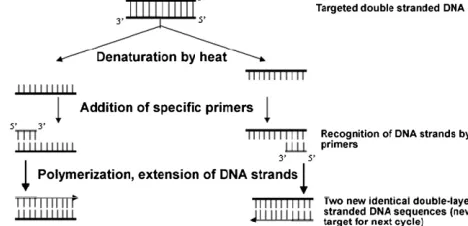 Fig. 2. Schematic representation of 1 PCR cycle place that is taking thermocycler 
