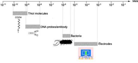 Fig. 4.Diagram representing the relative sizes regarding the right components integrating a biosensor