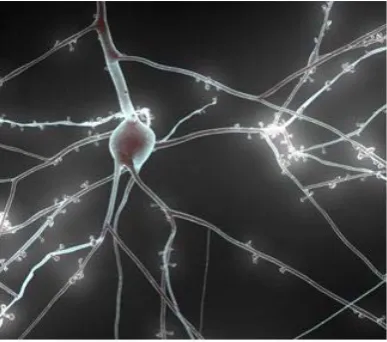 Figure 3 RTNeuron visualization of a neuron 