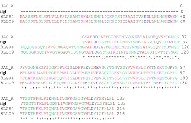 Figure 4: Amino acid sequence of the heavier polypeptide chain of MLGL derived from 