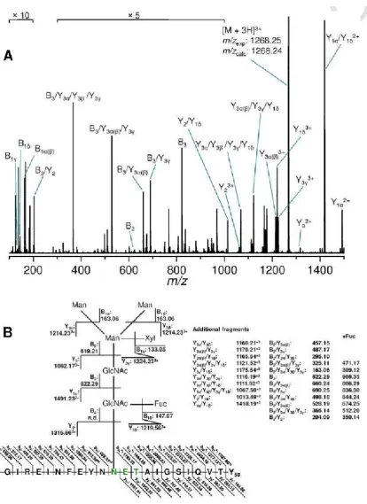 Figure 5: (A) NanoESI Q-TOF fragment ion spectrum obtained from a CID experiment on 