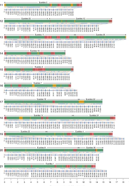 Figure 2 The Hmel2 genome assembly. Chromosome numbers shown on the left. Each chromosome has a genetic map and a physical map.Linkage markers (alternating blue and orange vertical lines) connect to physical ranges for each marker (alternating blue and ora