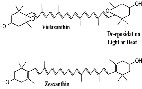 Figure 4.  De-epoxidation of violaxanthin to zeaxanthin 