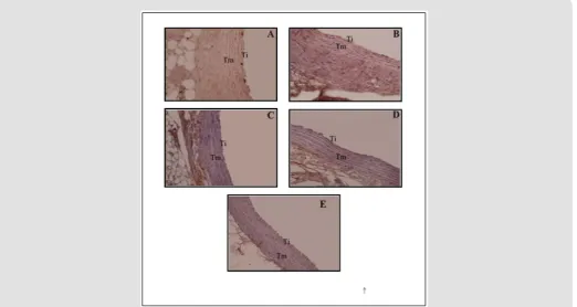 Table 1: Expression Tumor Necrosis Factor-α (TNF-α) of Aorta of hyper cholesterolamic rats’ model.