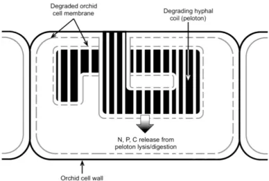 Fig. 1  Model of nutrient transport in orchid mycorrhizas. a) In orchid cells containing intact, mature pelotons, the plant exports NH4+ to the fungus in non-photosynthetic stages and C in photosynthetic stages