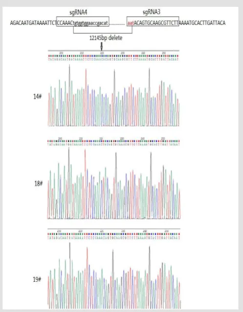 Figure 2: Design and construction of CRISPR. The quality of sgRNA and Cas9 mRNA was assessed by gel electrophoresis